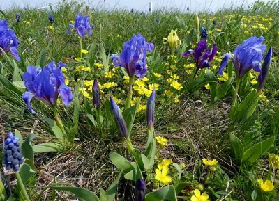 Iris pumila / Ирис (касатик) низкий | Атлас цветущих растений