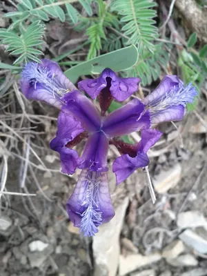 Ирис низкий (Iris pumila) - PictureThis