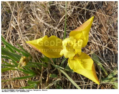 Фотография Ирис низкий (Iris humilis) Флора Алтачейского заказника |  Фотобанк ГеоФото/GeoPhoto | GetImages Group