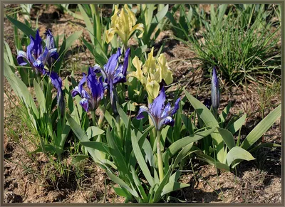 Галерея Макроклуба - Ирис низкий (маленький) - Iris pumila