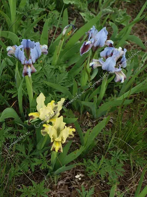 MW0816434, Iris humilis (Ирис низкий), specimen