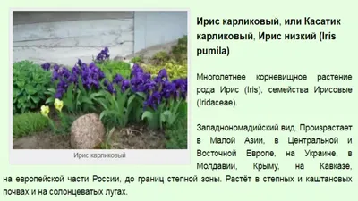 Ирис карликовый - Ирис - Травянистые растения для открытого грунта -  GreenInfo.ru