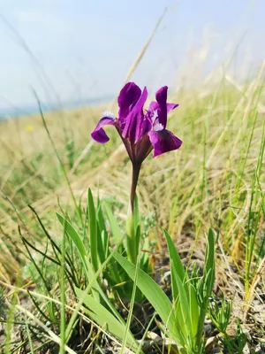 Iris pumila 'Green Spot' Ирис низкий | helga.ee
