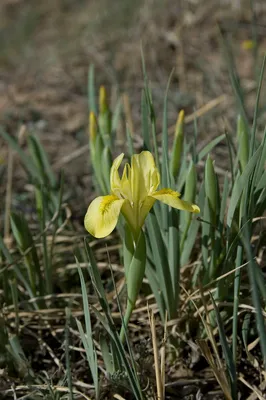 Iris pumila - Изображение особи - Плантариум