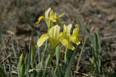 MW0294353, Iris pumila (Ирис низкий, Касатик карликовый), specimen