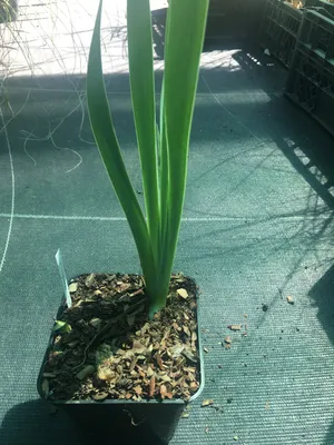 Iris pumila 'Dacota' Ирис низкий | helga.ee