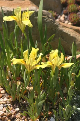 Iris humilis Georgi, Ирис низкий (World flora) - Pl@ntNet identify