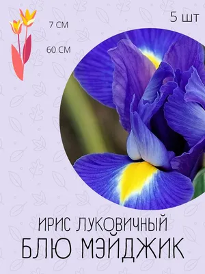 Ирис сибирский Каблуи (Iris sibirica Kabluey) 2л, цена в Санкт-Петербурге  от компании Вилла-планта (садовый центр и питомник растений, ландшафтное  бюро)