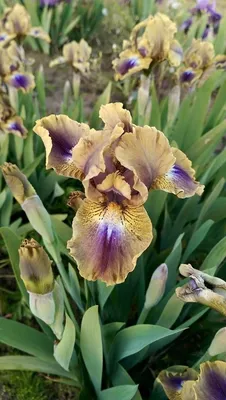 Ирис сибирский (Iris sibirica) купить по цене руб. в Москве в садовом  центре Южный