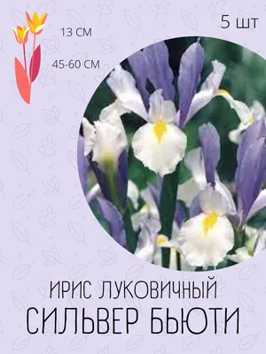 Цвет неба: 6 сортов ирисов небесных оттенков! | Зеленый Дом Садовый центр |  Дзен