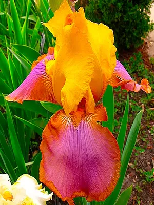 Iris Assorted Flavors SDB 2010 Johnson, 25 cm, M | Ирисы, Садовые идеи,  Природа