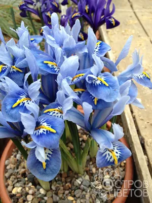 Ирис сетчатый Пикси (Iris reticulata Pixie) – купить саженцы ирисов в  питомнике в Москве