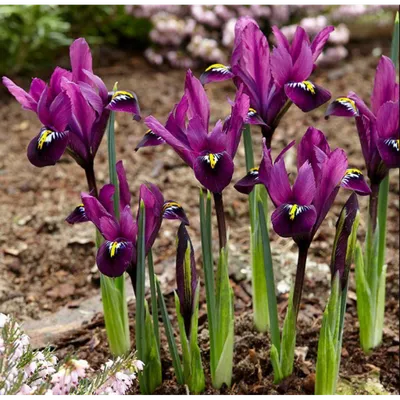 Луковицы Ириса сетчатого Джойс Iris Reticulata Joyce Интернет-магазин Эдис