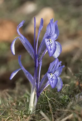 Ирис сетчатый PURPLE HILL