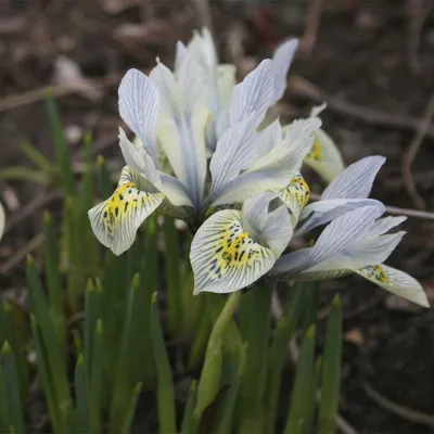 Ирис сетчатый Пёрпл Хилл (Iris reticulata Purple Hill) – купить саженцы  ирисов в питомнике в Москве