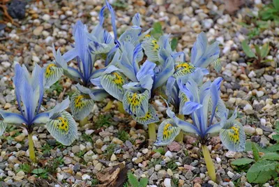 Вертикордия — Ирис сетчатый \"Katharine Hodgkin\" (Iridodictyum reticulata)