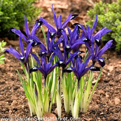 Iris reticulata / Ирис сетчатый | Атлас цветущих растений