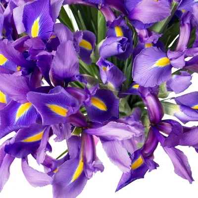 Синий Royal величие Iris в саду Стоковое Фото - изображение насчитывающей  сад, цвести: 177857350
