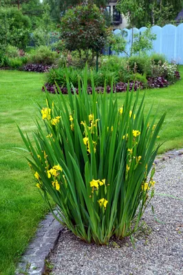 Ирис болотный Iris pseudacorus - купить сорт в питомнике, саженцы в  Санкт-Петербурге