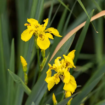 Частный сад в Санкт-Петербурге. Ирис болотный. | Plants, Garden, Shrubs