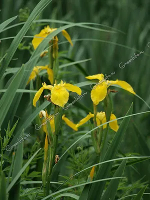 Ирис болотный (Iris Pseudacorus)