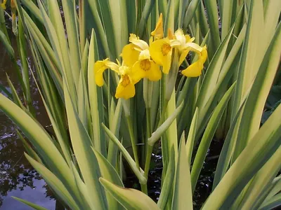 Ирис болотный Аировидный Вариегата желтый (iris pseudacorus variegata) –  Нимфея Зимостойкая. Купить нимфеи,кувшинки,водяные лилии в Москве.