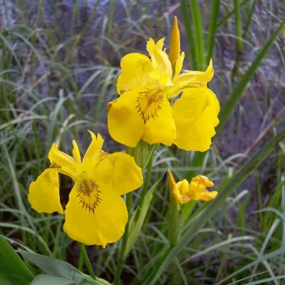 Ирис Вариегата болотный (ложноаировый): купить в Москве саженцы Iris  pseudocorus Variegata в питомнике «Медра»