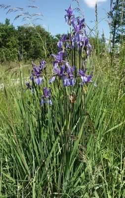 Ирис болотный \"Iris\"