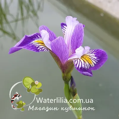 Ирис болотный (псевдоаировый) (Iris pseudacorus)