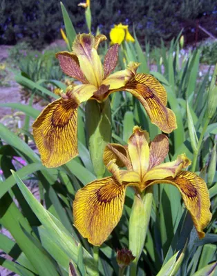 Ирис сибирский (Iris sibirica Barcelona)