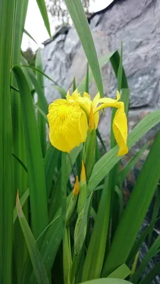 Ирис болотный Berlin Tiger (Iris pseudacorus 'Berlin Tiger') (контейнер 2л  или корневище) | Aquarium-Style