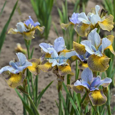 Ирис болотный (Iris pseudacorus) - Ирис болотный - Ирис - Многолетники -  Каталог - LESKOVO-PITOMNIK.ru