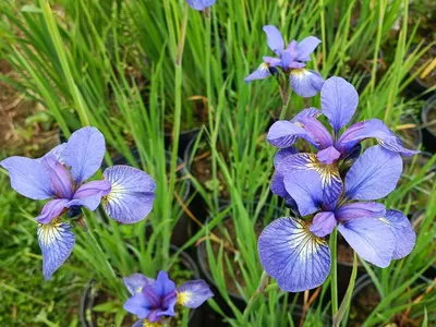 Ирис сибирский \"Lavender Bounty\" купить в питомнике растений с доставкой по  Екатеринбургу и Свердловской области, рассада, выращивание, посадка и уход