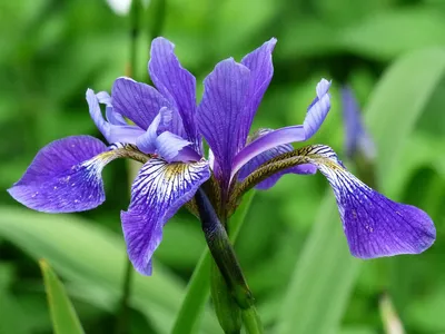 Растения и цветы: фото ирисов для бесплатного скачивания