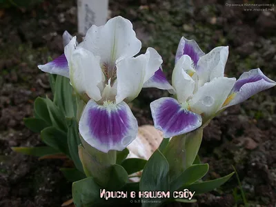 Ирис - Каталог - Butterfly-Flower.ru