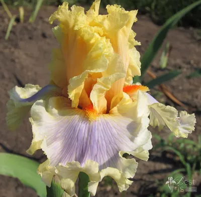 Ирис карликовый гибрид \"Бэнбери Раффлз\" (Iris pumila 'Banbury Ruffles') -  Ирисы - Многолетники - Каталог - Eko-sad.ru