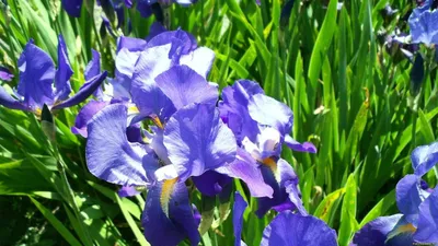 Обои Фиолетовый ирис, цветок крупным планом 1920x1200 HD Изображение