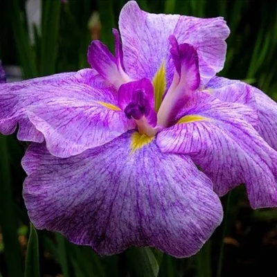 Japanese Iris (Японские ирисы, И. мечевидный лат. Iris ensata) - Мичуринка