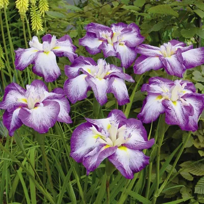 Japanese Iris (Японские ирисы, И. мечевидный лат. Iris ensata) - Мичуринка