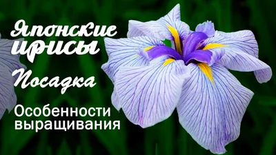 Красота великолепного Водного Сада Ирисов в Японии