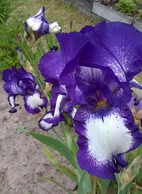 Ирис японский (Iris japonica) - «Осколок радуги, символ мужского начала,  касатик и просто красивый цветочек» | отзывы