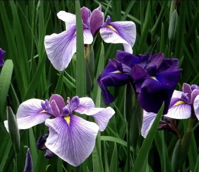 Ирис японский Алтай Iris Japonica - купить сорт в питомнике, саженцы в  Санкт-Петербурге