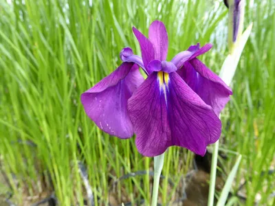 Japanese Iris (Японские ирисы, И. мечевидный лат. Iris ensata) - Мичуринка