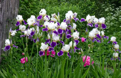 Цветы ирисы - использование в букетах и цветочных композициях Блог -  полезные статьи о цветах, уход за букетом