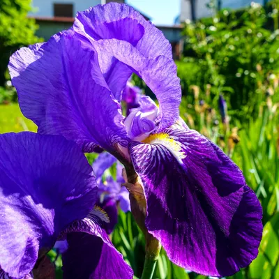 Ирис злаковидный (Iris graminea) купить в blumgarden.ru