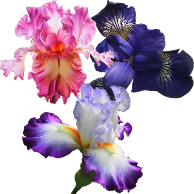 Ирисы – каковы особенности выращивания этих цветов | Цветочный блог | Дзен