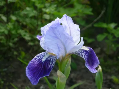 Ирис злаковидный (Iris graminea) купить в blumgarden.ru