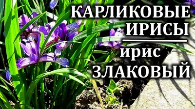 Ирис болотный \"Variegata\" купить в питомнике растений с доставкой по  Волгограду и Волгоградской области, рассада, выращивание, посадка и уход
