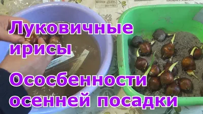 Ирисы: посадка и уход. Основные сорта | Милый сад | Дзен