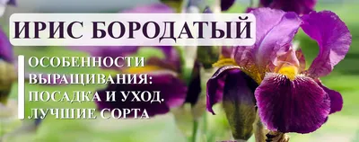 Посадка и агротехника японских ирисов - Agro-Market